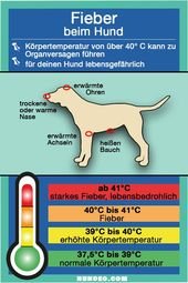 Fieber beim Hund? (Was im Notfall wichtig ist!)