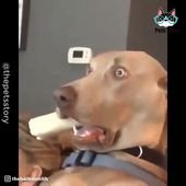 The Best Dog Actors Ever!
