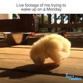 This baby chick is a Monday morning mood