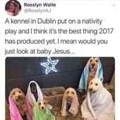 Wholesome Animal Memes To Start The Week Off Right: Christmas Edition