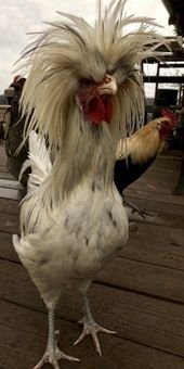 Animals Who Forgot To Schedule a Hair Appointment Before Going Into Self-Isolation