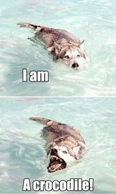Crocodile Husky is Evolving