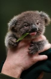 Cute Baby Animals That Will Make You Go ‘Aww’ – Top5