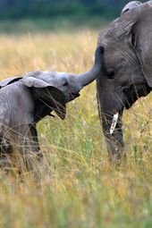 Cute Mother and Baby Animal Pics | woman&home