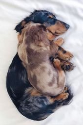 Dogs’ sleeping habits can give clues that you can interpret if you know what to look for.