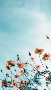 Flower wallpaper for phone