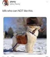 Fresh Animal Memes To Mix In Your Morning Coffee