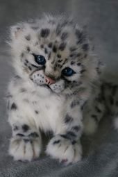 16 Adorable and Ultra Fluffy Animals Will Melt Your Heart