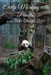6 San Diego Zoo Tours that Elevate Your Visit – La Jolla Mom