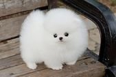 Can You Name These Adorable Fluffy Animals?