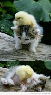 Cute Baby Duck And Kitten