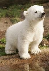 In pictures: Knut the polar bear