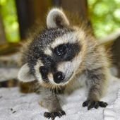 Ridiculously Cute Baby Animals