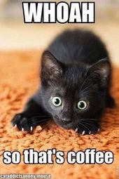 28 Reasons To Love Black Cats