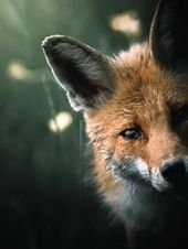 Alexis Rateau, l’art de sublimer la faune en photo | Graine de Photographe – The Blog