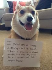 14 Naughty Puppers Who Got Rightfully (And Adorably) Shamed