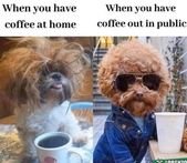 Perfect Match: Morning Coffee And Fresh Animal Memes Is Always a Good Idea