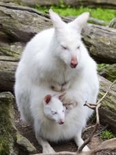 31 beautiful photos of completely white animals in the wild