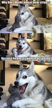 Hilarious Huskies With The Best Dad Jokes