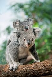Les plus beaux zoos de France