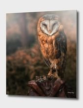 «barn owl» Aluminum Print by Detlef Knapp – Exclusive Edition from $74.9 | Curioos