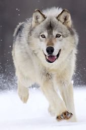 wolf vs