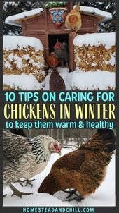 10 Tips on Caring for Chickens in Cold Winter Weather