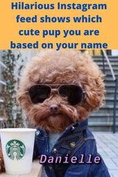 Hilarious Instagram feed shows which cute pup you are based on your name