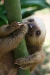 15 Adorable Sloths Here To Remind You To Slow Down And Enjoy Life