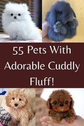 55 Pets With Adorable Cuddly Fluff