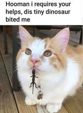 Good Value Cat Memes At Budget Price (28 Cat Pics)