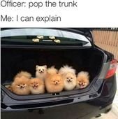 Squirrel-Chasin’ Doggo Memes At Your Service (34 Dog Memes)