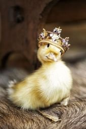 These Ducklings And Their Mother Were Rescued From The Roof Of The Library Of Congress