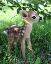 14 Cute Animals That Can Melt Your Heart