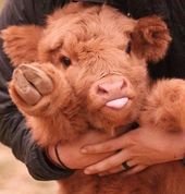 19 Cute AF Photos That Prove That Fluffy Highland Cows = Dogs