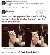 40 Of The Most Important Cat Tweets Of All Time