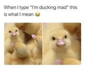 A Mixed Batch of Pics and Memes Fresh out of the Oven