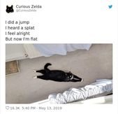 Adorably Dumb Cat Poems From ‘Curious Zelda’