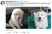 Heartwarming Doggo Rates From WeRateDogs