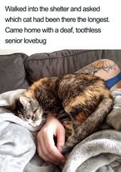 More Proof That Cats Are Pure Magic, For All The Non-Believers Out There
