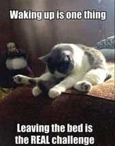 Sleeping Cats Who Are Pissed At Their Owners For Waking Them Up (Memes)