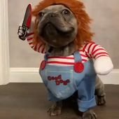 Chucky Dog Costume – Best Costumes for Small Dogs