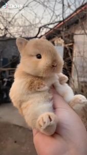 #Cute_baby_animals #Amazing_Funny_Rabit