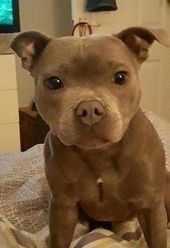 Pitbull puppy