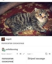 Thirty-Nine Caturday Memes Littered With Dumb Entertainment
