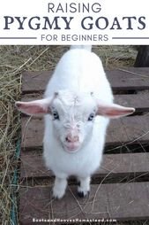Raising Pygmy Goats