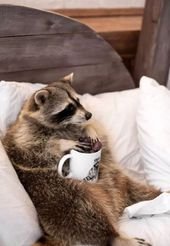 40 Amusing Animal Pics That Are Guaranteed To Brighten Your Day
