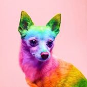 Animals: The Magnificent Rainbow Makeover Edition