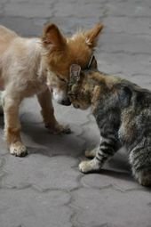 PetsLady’s Pick: Cute Cat And Dog “Hug” Of The Day