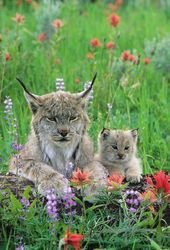 Photos Of Cats With Their Kittens That’ll Make You Say ‘Aww’